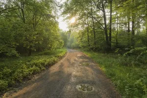 Uninhabited Forest Path Drucke: Forest path at sunrise in spring