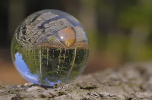 Environmental Conservation Symbol Drucke: Forest reflection in a glass ball