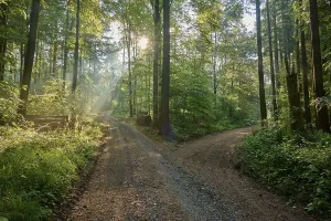 Bavaria Forest Path Drucke: Fork, forest path, deciduous forest