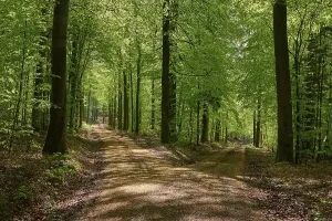 Backlit Deciduous Trees Drucke: Fork in the road, forest, beech