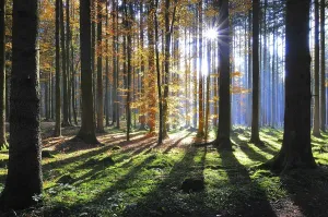 Coniferous Forest Landscapes Drucke: High forest in autumn with backlight