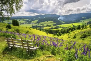 Uninhabited Village Scenes Drucke: Landscape with flowering meadows