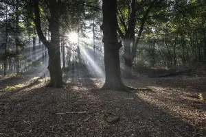 European Beech Tree Forests Drucke: Light in the beech forest (Fagus sylvatica)