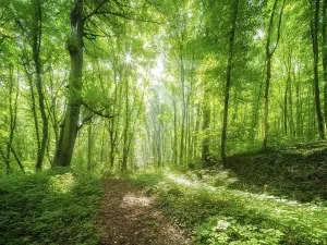 Sunbeams In Forest Drucke: Light-flooded deciduous forest in summer