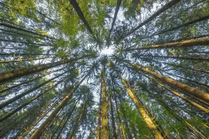 Empty Woods Landscape Photo Drucke: Look into the treetops of a coniferous forest