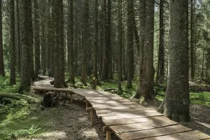 Wooden Walkway Drucke: Magic forest path, by Bernaueg