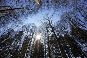 Deciduous Tree Winter Drucke: Mixed forest with sunbeams against the light