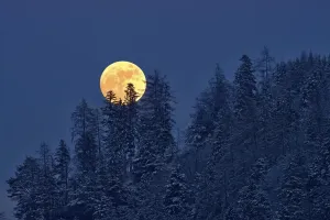 Evening Forest Scene Drucke: The full moon rising over a winter forest