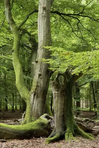 Deserted Deciduous Tree Europe Drucke: Old beech forest (Fagus sylvatica)