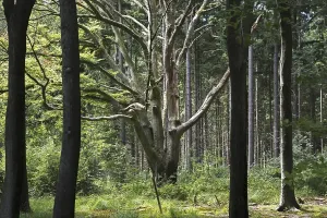 Empty Countryside Drucke: Old beech tree (Fagus sylvatica) in mixed forest