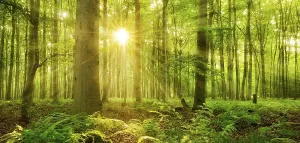 Burgenlandkreis Scenery Drucke: Panorama, beech forest flooded with light