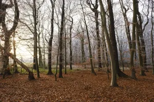 Deciduous Tree Landscape Europe Drucke: Path through deciduous forest with hoarfrost