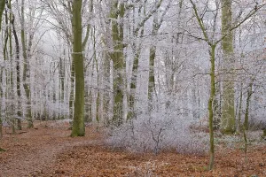 Deciduous Tree Frost Drucke: Path through deciduous forest with hoarfrost