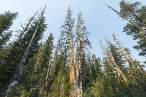 Kiefernwald mit teilweise verbrannten Bäumen.
