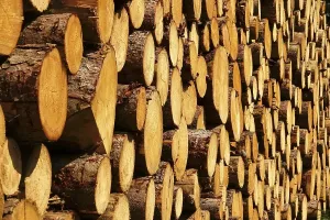German Woodland Landscape Drucke: Stack of sawn logs, Saxony, German