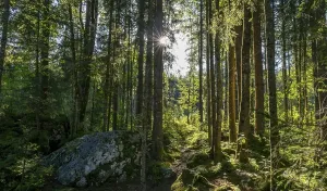 Bavarian Natural Reserve Drucke: Sun shines through the forest, magic forest