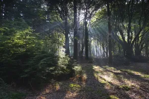 Sunbeams Through Trees Drucke: Sunbeams shining through tree trunks in forest