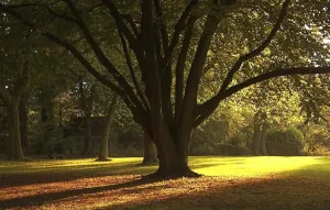 Deciduous Tree Bench Drucke: Sunlight