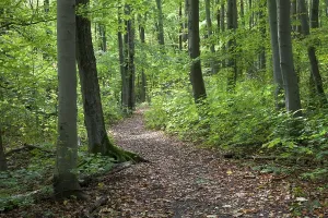 Deserted Beech Tree Forest Drucke: Trail through a deciduous forest