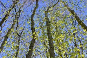 Common Beeches Germany Drucke: Tree trunks, deciduous forest in spring
