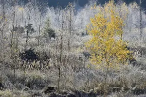 Hoar Frost On Deciduous Trees Drucke: Windthrow area with typical vegetation
