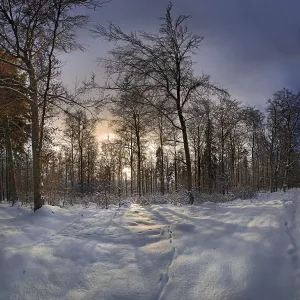 Backlit Winter Trees Drucke: Winter forest at sunset, Eichstaett
