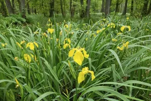 Europe Wildflowers In Bloom Drucke: Yellow Iris (Iris pseudacorus)