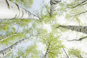 Uninhabited German Forest Scene Drucke: Birch forest in spring, from below