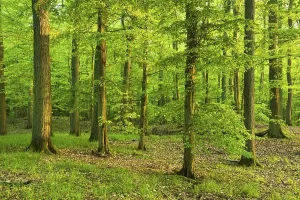 Eastern Germany Natural Preserve Drucke: Mixed deciduous forest, Grumsiner Forst