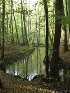 River Scenery Drucke: Brook in the forest