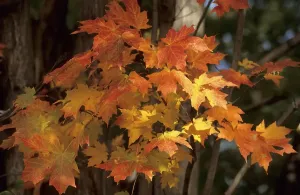 Maple Tree Foliage Drucke: Fall colored leaves of a maple tree