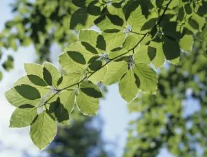 Ecological Conservation Efforts Drucke: Foliage of beech tree