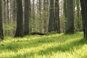 Open Air Nature Drucke: Forest in spring
