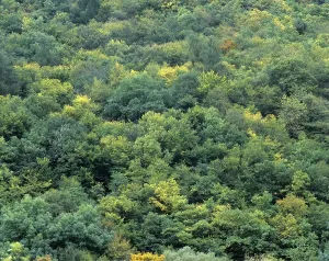 Full Frame Nature Shots Drucke: Mixed forest, full frame