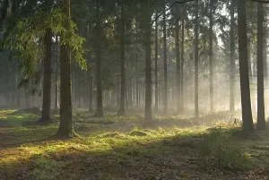 Rays Of Sunshine Drucke: Sunlight and shadows in a forest