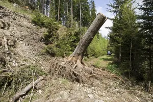 Forest Management Images Drucke: Tree stump on a path after a storm