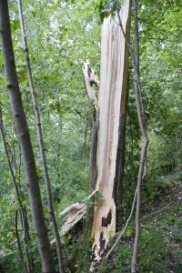 Uninhabited Nature Drucke: Tree after windsnap