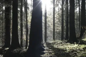 Sunbeams Through Trees Drucke: Backlight in the forest
