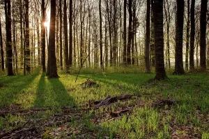 Uninhabited Woodland Clearing Drucke: Beech forest in backlight, spring