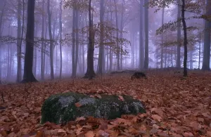 Misty Atmosphere Drucke: Fog in the beech forest