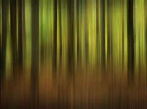 Wipe Effect Photography Drucke: Forest