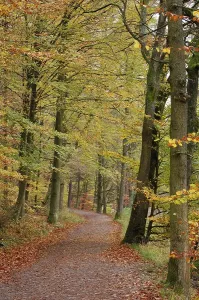 Colored Fall Leaves Drucke: Path through mixed forest