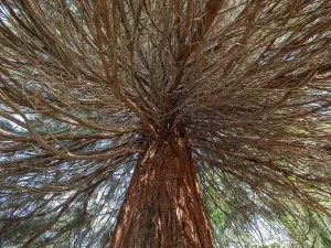 Sequoia-Baum (Sequoioidea), Blick von unten in die Krone.