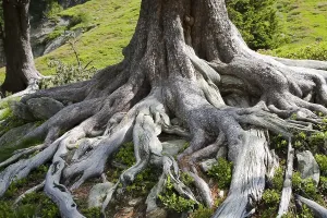 Deciduous Tree Roots Drucke: Tree roots