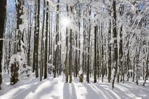 Uninhabited Beech Tree Forest Drucke: Beech trunks, forest with snow