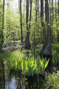 River Bank Scenery Drucke: Brook