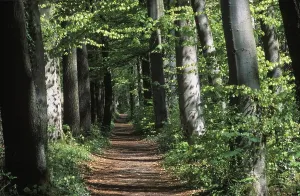 Deciduous Trees Bavaria Drucke: Deciduous forest path Germany