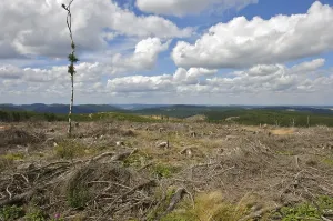 Hesse Germany Scenery Drucke: Tree trunks on the border ridgeway