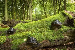 Primeval Forest Europe Drucke: Beech primeval forest, lying beech trunk