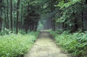 Serene Nature Scenes Drucke: Forest path Germany